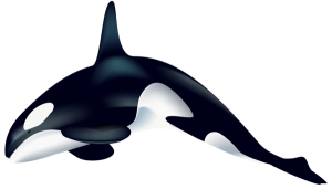 Killer whale PNG-71290